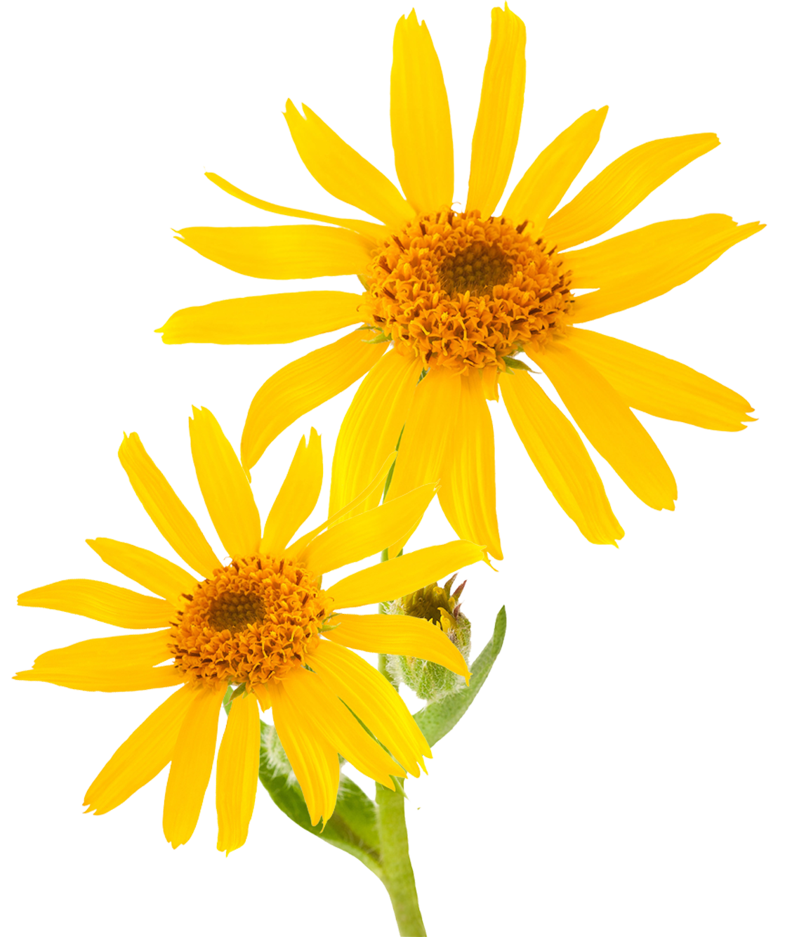 ARNICA.jpg