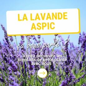 La lavande aspic est une plante qui affectionne les sols calcaires, argileux et tolère bien la sécheresse. Elle se développe facilement dans le sud de l’Europe, en particulier en France ou en Espagne. On la retrouve en basse montagne (200 à 700 mètres d’altitude) et forme de longues tiges avec des fleurs violet clair en épis et des feuilles plus larges que la lavande fine. 🌿   Son huile essentielle est traditionnellement utilisée pour aider à : 👉 Apaiser les piqures d’insectes, 👉 Redonner un meilleur aspect à peau, 👉 Soulager certains troubles respiratoires, 👉 Renforcer le confort musculaire après l’effort.   ⚠️ Soyez prudents : cette huile essentielle contient du camphre, ce qui ne permet pas son usage chez l’enfant de moins de 7 ans, le patient asthmatique, épileptique et la femme enceinte ou allaitante. Selon l’origine géographique, ce pourcentage peut atteindre jusqu’à 50 % pour une provenance du Portugal ou du Maroc.   Pour soulager les piqures d’insectes, essayez : 💧 Huile essentielle de lavande aspic : 1 goutte 💧 Huile essentielle de camomille romaine : 1 goutte 💧 Macérat de calendula : 5 ml Appliquez ce mélange sur la ou zones concernée(s), 2 à 3 fois par jour pendant 2 à 3 jours. Ne pas utiliser en dessous de 7 ans, chez la femme enceinte, allaitante, le patient asthmatique ou épileptique. En absence d’amélioration, consultez toujours un médecin. * En accord avec les standards de l’IFRA   Vous connaissiez cette huile essentielle ? Partagez avec nous vos expériences en commentaire. Nous avons hâte de vous lire !   #Aromathérapie #huileessentielle #huilesessentielles #aromatherapy #essentialoil #essentialoils #Provence #Valensole #Plateaudevalsensole #Alpesdehauteprovence #qualite #lavandeaspic #aspic #piquresdinsectes #moustique #moustiques #piquresdemoustiques #peau