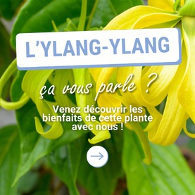 Découvrez le charme envoutant de l’Ylang-ylang ! 💛Plongez dans l’univers sensuel de l’ylang-ylang, dont la fleur emblématique des îles ensoleillées dégage une odeur enivrante. Ses pétales délicats au parfum suave et floral, renferment une huile essentielle dont l’effluve transporte instantanément vers des contrées lointaines. L’ylang-ylang, dont le nom signifie « fleur des fleurs », est appréciée et utilisée depuis de nombreux siècles pour ses multiples vertus.Son parfum est réputé pour : 👉 Apaiser l’esprit, 👉 Détendre le corps, 👉 C’est l’allié idéal pour lâcher prise pendant une pause bien-être !Découvrez-la aussi dans notre synergie à diffuser qui saura vous transporter vers un monde de douceur et de sérénité : 💧 Essence d’Orange douce : 4 gouttes 💧 Essence de Mandarine : 2 gouttes 💧 HE de Petit grain bigarade : 1 goutte 💧 HE de Lavande fine AOP de Haute-Provence : 2 gouttes 💧HE d’Ylang-ylang : 1 gouttePlacez ces gouttes dans votre diffuseur et laissez-le fonctionner pendant 15 à 20 minutes. Prenez le soin de respirer profondément et laissez-vous porter par le charme envoutant de cette synergie. ⚠️ Ne pas utiliser en présence d’enfants, de femmes enceintes ou allaitantes.Le laboratoire d’aromathérapie LCA prend le soin de sélectionner pour vous, la plus belle qualité d’huile essentielle pour vous offrir le meilleur de l’aromathérapie.#aromathérapie #huileessentielle #huilesessentielles #provence #alpesdehauteprovence #qualite #ylang #detente #parfum #lacherprise #soleil #zen