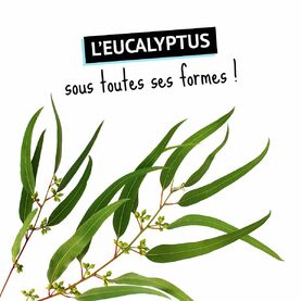 Que l’Eucalyptus donne de l’huile essentielle, tout le monde le sait mais connaissez-vous les spécificités de chacune d’elles ?

// HUILE ESSENTIELLE D’EUCALYPTUS RADIÉ
👉 Plus doux et fruité que le Globuleux, il participe au confort respiratoire et aide à lutter contre les maux de l’hiver.
📝 Voie orale : 2 gouttes, 3 fois par jour sur un support neutre (miel, sucre, huile végétale)
⚠️ Déconseillé chez les femmes enceintes ou allaitantes et chez les enfants de moins de 12 ans. Déconseillé en cas de traitement anti-épileptique ou d'antécédent de convulsions.

// HUILE ESSENTIELLE D’EUCALYPTUS GLOBULEUX
👉 Indispensable durant l’hiver, il aide à déboucher les nez encombrés.
📝 En diffusion atmosphérique (10 minutes / heure)
⚠️ Déconseillé chez les femmes enceintes ou allaitantes et chez les enfants de moins de 12 ans. Déconseillé en cas de traitement anti-épileptique ou d'antécédent de convulsions.

// HUILE ESSENTIELLE D’EUCALYPTUS CITRONNÉ
👉 Apaise les inconforts articulaires ou les douleurs musculaires des sportifs.
📝 Voie cutanée : A diluer dans une huile végétale avant application sur la peau.
⚠️ Ne pas utiliser pure. Ne pas utiliser pendant la grossesse, l’allaitement et chez les enfants de moins de 6 ans.

// HUILE ESSENTIELLE D’EUCALYPTUS MENTHOLÉ
👉 une alliée précieuse pour la préparation de vos soins anti-cellulite ou anti-graisse localisée.
📝 Voie cutanée : A diluer dans une huile végétale avant application sur la peau. Pour la cellulite, faire des massages des zones concernées en palper rouler.
⚠️ Ne pas utiliser pendant la grossesse, l'allaitement et chez l'enfant de moins de 12 ans.